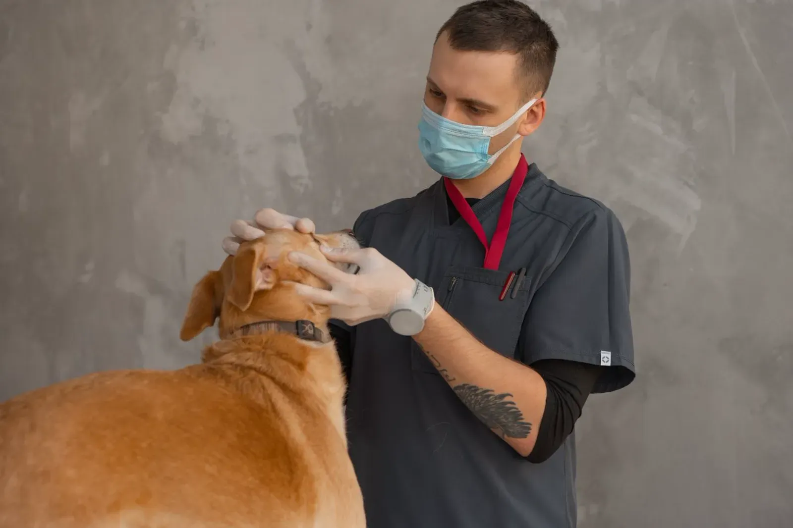 Veterinary surgeon examining a dog in a clinic Fisher Scales Norfolk